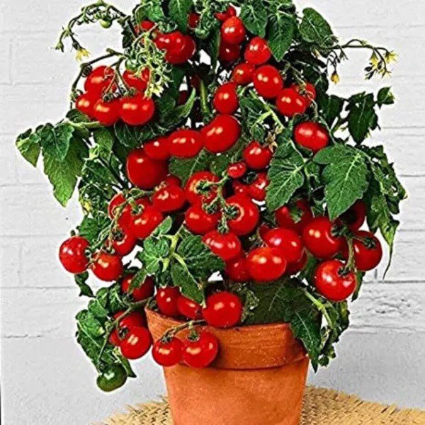Fresh 100 Dwarf Bush Cherry Tomato Seeds For Planting Garden