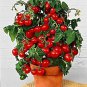 Fresh 100 Dwarf Bush Cherry Tomato Seeds For Planting Garden