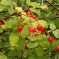 Fresh 50 Woods Rose Seeds For Planting Rosa Woodsii Grow Wild Rose Bushes Garden