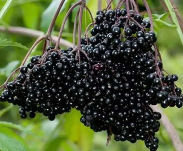 Fresh (2) Black Bearing Elderberry Cuttings Sambucus Fruit To Enjoy In Years To Garden
