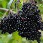 Fresh (2) Black Bearing Elderberry Cuttings Sambucus Fruit To Enjoy In Years To Garden