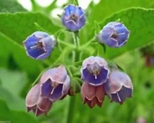 Fresh 10 Comfrey Seed (Symphytum Officinale) Used As A Healing Herb For Centuries Garden