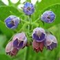 Fresh 10 Comfrey Seed (Symphytum Officinale) Used As A Healing Herb For Centuries Garden