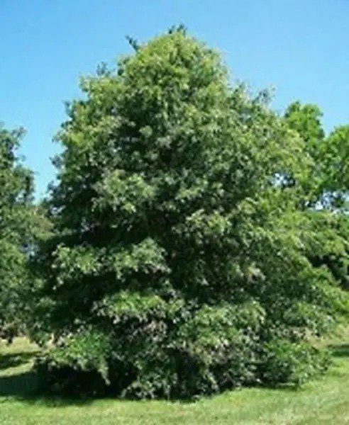 Fresh Pin Oak Tree Seeds Garden