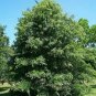 Fresh Pin Oak Tree Seeds Garden