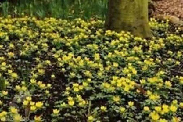 Fresh Winter Aconite Bulbs Eranthis Hyemalis Butter Cup Like Flowers Low Growing Garden