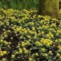 Fresh Winter Aconite Bulbs Eranthis Hyemalis Butter Cup Like Flowers Low Growing Garden