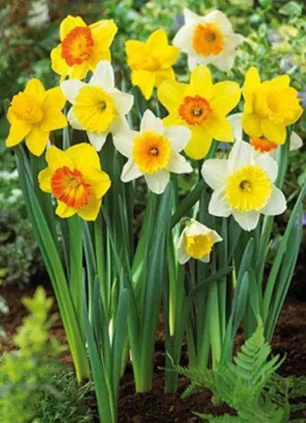 Fresh Daffodil Mixture Jumbo Daffodil Bulbs Value 70 Bulb Bag For Fall Planting 16 Garden
