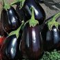 Fresh Black Beauty Eggplant Seeds 150+ Seeds Non Gmo Exotic Heirloom Vegetables Garden