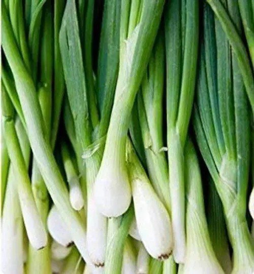 Fresh Green Tokyo Bunching Onion Seeds 150+ Seed Grow Your Own Food Tasty Salad O Garden