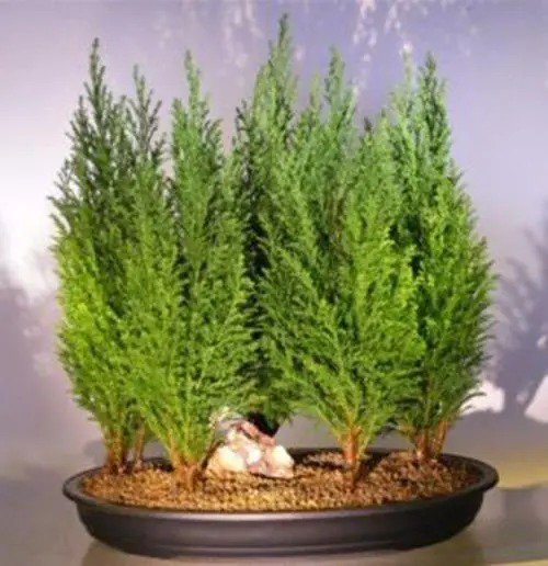 Fresh Italian Cypress Bonsai Tree Seeds For Planting 50 Seeds Exotic Evergreen Tre Garden