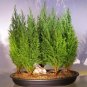Fresh Italian Cypress Bonsai Tree Seeds For Planting 50 Seeds Exotic Evergreen Tre Garden