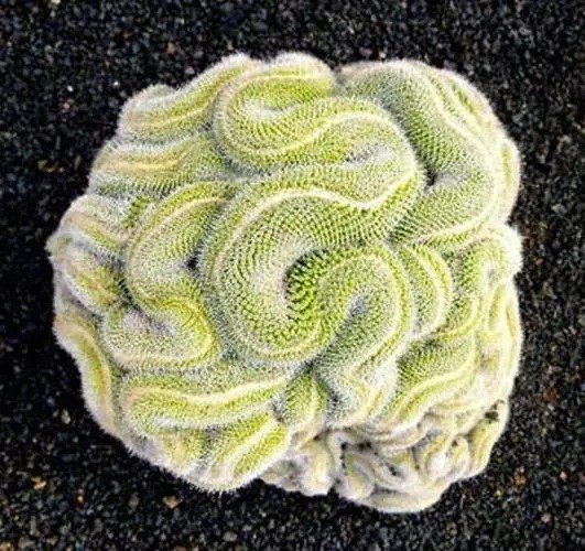 Fresh Seeds 10 Green Brain Cactus Seeds Heat Rare Succulents Flower Desert Floweri Garden