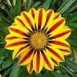 Fresh Exotic Gazinga Flower Seeds 100+ Seeds Gazinina Seeds For Growing Ships Fr Garden