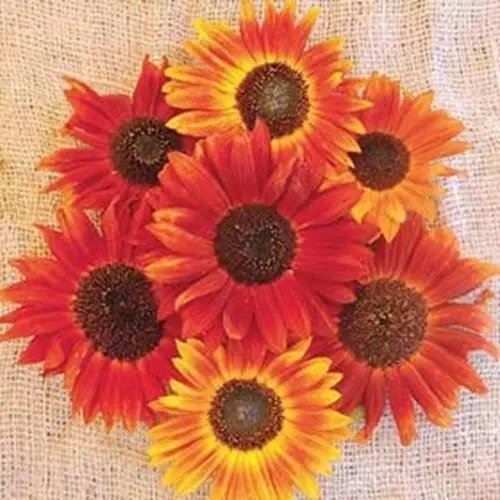 Fresh "Evening Sunset" Blend Sunflower Seeds For Planting 25+ Seeds Orange Yellow Garden