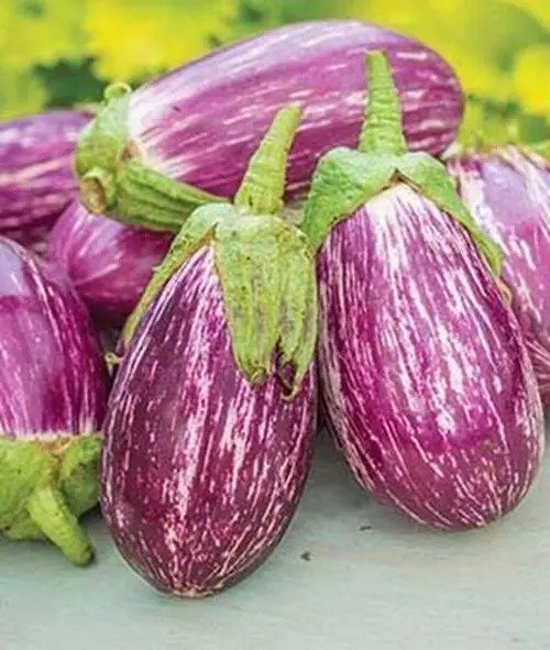 Fresh Exotic Listada De Gandia Eggplant Seed For Planting 50+ Seeds Ships From Iow Garden
