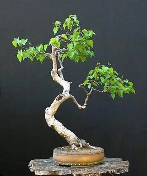 Fresh Bonsai White Paper Birch Tree Seeds For Planting 100+ Seeds Made In Usa Hi Garden
