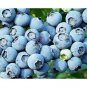 Fresh Lowbush Blueberry Seeds 250+ Seeds Made In Usa Ships From Iowa Garden