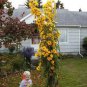 Fresh Giant Maximillian Sunflower Seeds Perennial Sunflower 200+ Seeds Made In U Garden