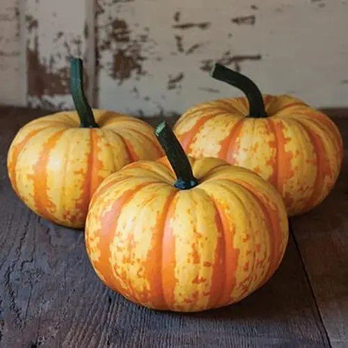 Fresh 10 Blaze Mini Pumpkin Seeds Colorful Fall Decor 10 Pack Of Seeds To Grow F Garden