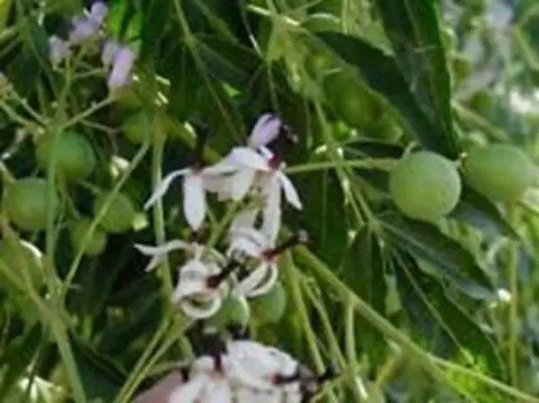 Fresh Melia Azedarach Chinaberry Tree Syringa Berry Tree Cape Lilac 10 Seeds Garden