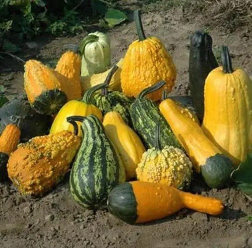 Fresh Lunch Lady Gourd Seeds For Planting (10 Seeds) Exotic And Hard To Find Pumpkin Garden