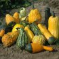 Fresh Lunch Lady Gourd Seeds For Planting (10 Seeds) Exotic And Hard To Find Pumpkin Garden