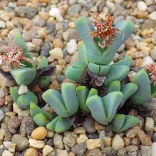 Fresh Antimima Dualis Succulent Seeds For Planting (5 Rare Seeds) Garden