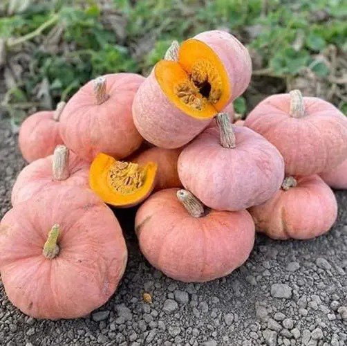Fresh Pink Panther Pumpkin Seeds For Planting (10 Seeds) Pink Squash Se Garden