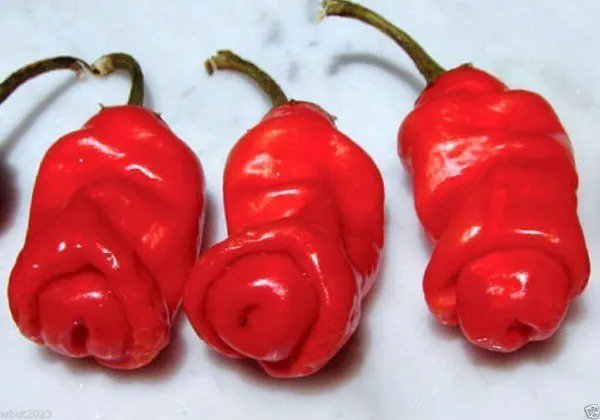 Fresh Peter Red Chili Also Known As The Peter Pepper Or Penis Pepper Capsicum Annuum. Garden