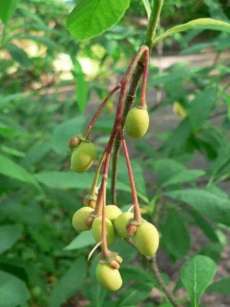 Fresh Indian Plum Tree Seeds For Planting (30 Seeds) Oemleria Cerasiformis Garden