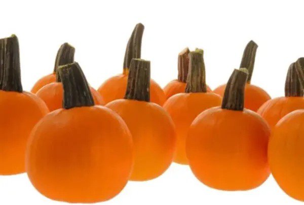 Fresh Half Pint Pumpkin Seeds For Planting (10 Seeds) Perfect For Painting Garden