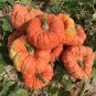 Fresh Jester Pumpkin Seeds For Planting (10 Seeds) Salmon Colored Stacker Pumpkins Garden