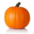 Fresh Spartan Pumpkin Seeds For Planting (10 Seeds) All American Favorite 20 Pound Garden