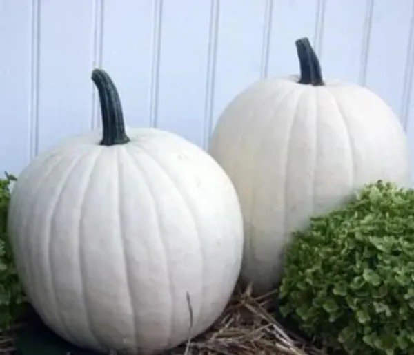 Fresh Cotton Candy Pumpkin Seeds For Planting (10 Seeds) Grow Pure White Pumpkins Garden