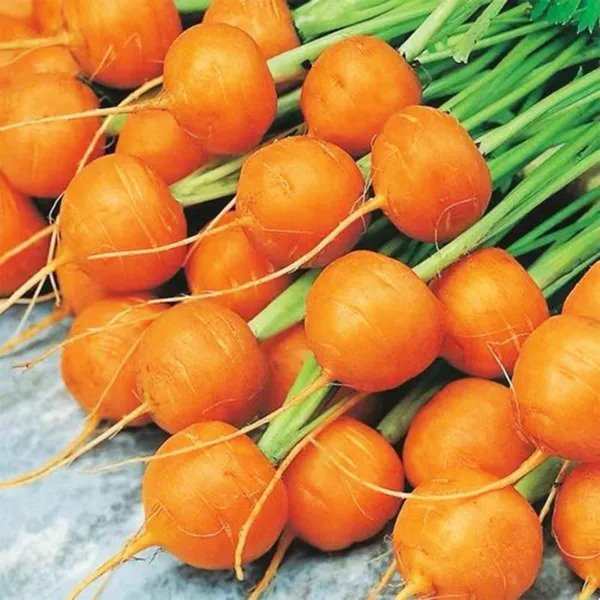 Fresh Round Parisian Carrot Seeds Heirloom & Non Gmo Carrot Seeds 100+ Vegetable S Garden