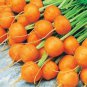Fresh Round Parisian Carrot Seeds Heirloom & Non Gmo Carrot Seeds 100+ Vegetable S Garden