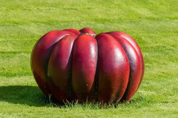 Fresh Rouge Vif D'Etampes Pumpkin Seeds For Planting (10 Seeds) Grow Vivid Red Pumpk Garden