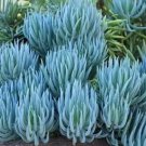 Fresh Blue Chalksticks Succulent Seeds For Planting (10 Seeds) Senecio Mandraliscae Garden