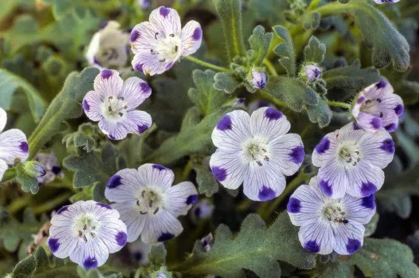 Fresh Five Spot Flower Seeds For Planting (500 Seeds) Nemophila Maculata Garden