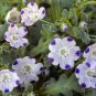 Fresh Five Spot Flower Seeds For Planting (500 Seeds) Nemophila Maculata Garden