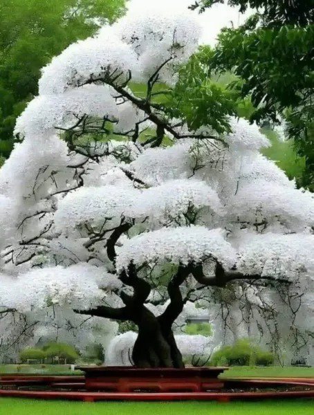 Fresh White Flowering Cherry Tree Seeds For Planting 10 Seeds Garden