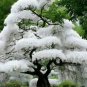 Fresh White Flowering Cherry Tree Seeds For Planting 10 Seeds Garden