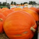 Fresh Prizewinner Pumpkin Seeds For Planting (10 Seeds) Exhibition Pumpkins Garden