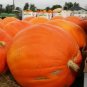 Fresh Prizewinner Pumpkin Seeds For Planting (10 Seeds) Exhibition Pumpkins Garden
