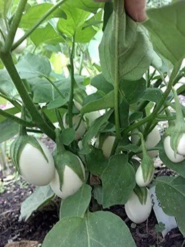 Fresh Easter Egg Eggplant Seeds For Planting (25 Seeds) Garden