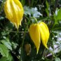 Fresh Golden Clematis Seeds For Planting (20 Seeds) Clematis Tangutica Garden