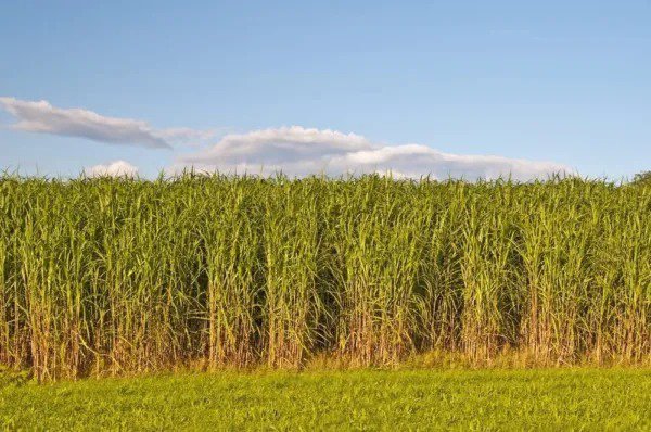 Fresh Switchgrass Seeds (2 Pounds) For Planting Fast Growing Prairie Grass Garden