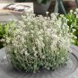 Fresh Pussytoes White Ground Cover Seeds For Planting (100 Seeds) Antennaria Dioica Garden