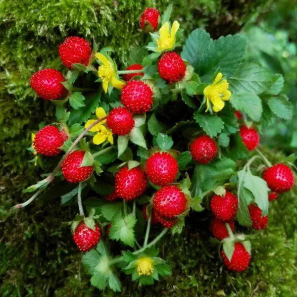 Fresh Indian Strawberry Vine Seeds For Planting (100 Seeds) Duchesnea Indica Tuttifr Garden